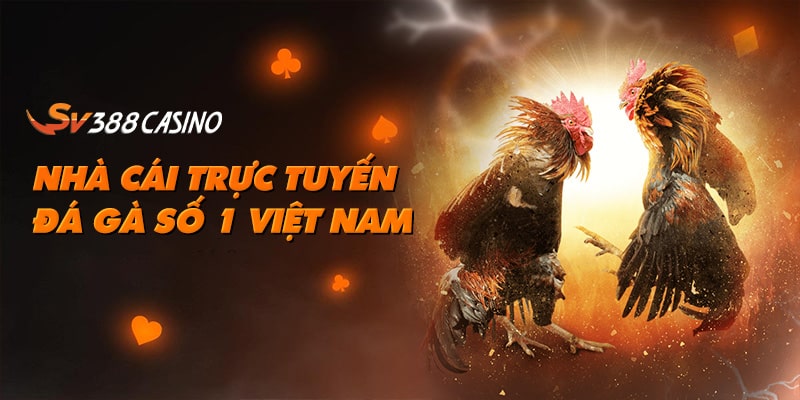 SV388 Casino là nhà cái trực tuyến đá gà số 1 Việt Nam